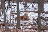 White-tailed Buck