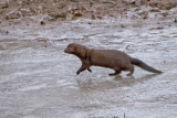 American Mink