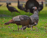 Wild Turkeys