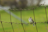 Savannah sparrow