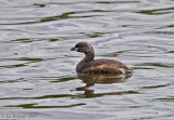 Paid-billed Grebe