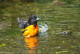 Baltimore Oriole