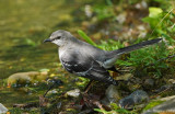 Northern Mockingbird