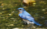 Eastern Bluebird (Male)