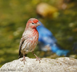 House Finch (Male)