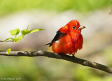 Scarlet Tanager