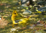 Yellow Warbler