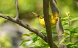 Yellow Warbler