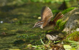 Carolina Wren