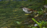 Carolina Wren