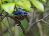 Eastern Bluebird (Male)