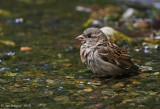 House sparrow (Female)