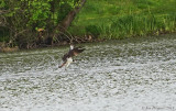 Osprey 