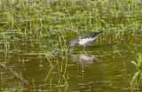 Solitary Sandpiper