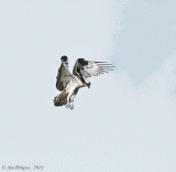 Hovering Osprey 