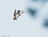 Hovering Osprey 