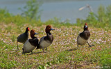 Common Gallinule and Redheads