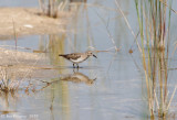 Least Sandpiper