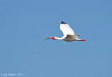 White Ibis