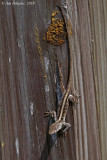 Brown Anole