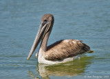 Brown Pelican