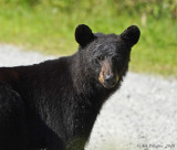 BLACK BEAR