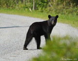 BLACK BEAR