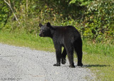 BLACK BEAR