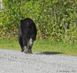 BLACK BEAR