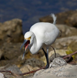 Snowy Egret