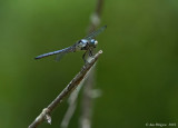 Blue Dasher (Male)
