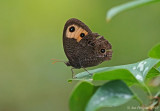 Common Wood-Nymph