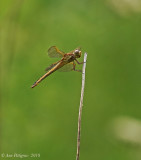 Needham’s Skimmer
