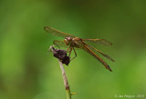 Needham’s Skimmer