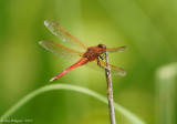 Dragonfly sp.