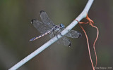 Great Blue Skimmer - Female