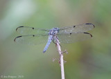 Great Blue Skimmer