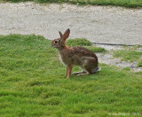 Eastern Cottontail