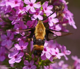 Snowberry Clearwing