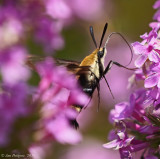 Snowberry Clearwing