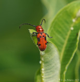 Red Milkweed Beetle