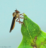 Holcocephala fusca