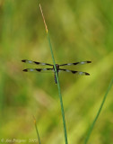 Twelve-spotted Skimmer