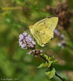 Orange Sulphur