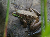 Green Frog