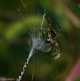 Black-and-Yellow Argiope