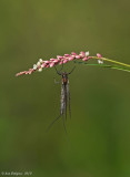 Mayfly sp.