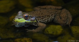 Green Frog - Female