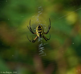 Black-and-Yellow Garden Spider