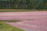 Cranberry Bog